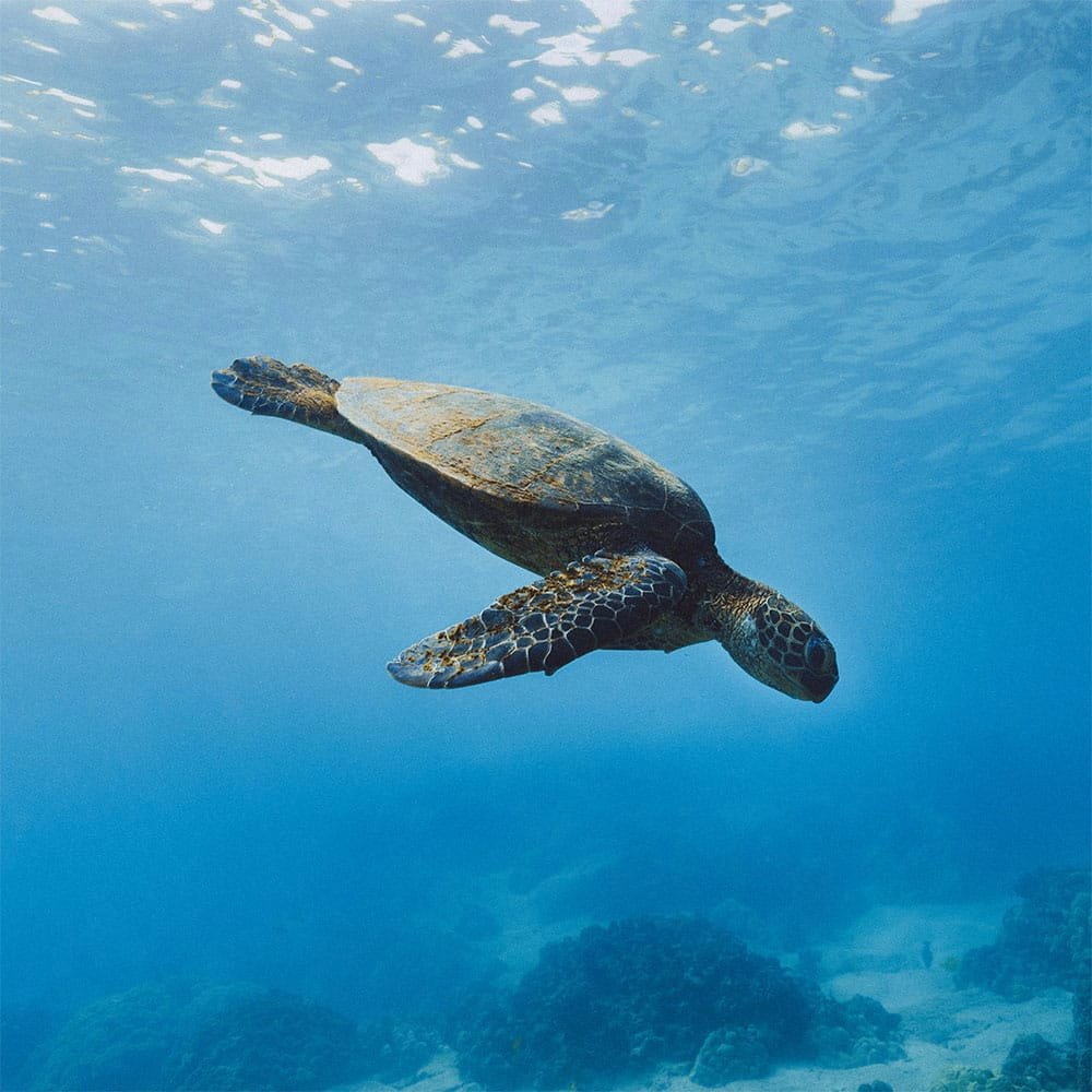 Ecuador e isole Galapagos