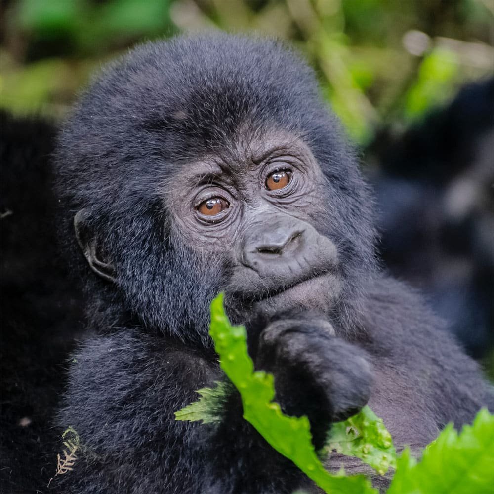 Uganda: nel regno dei gorilla