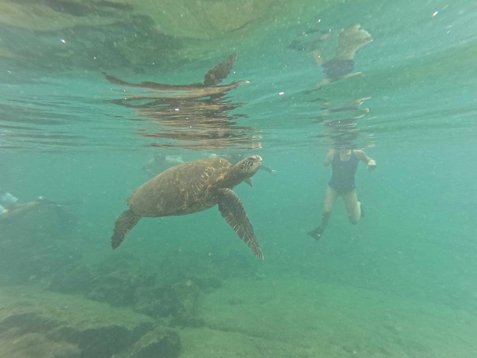 Snorkeling alle isole Galapagos