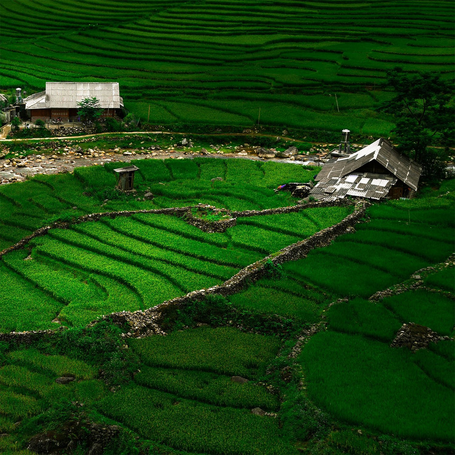 Terrazzamenti di Sapa, Vietnam