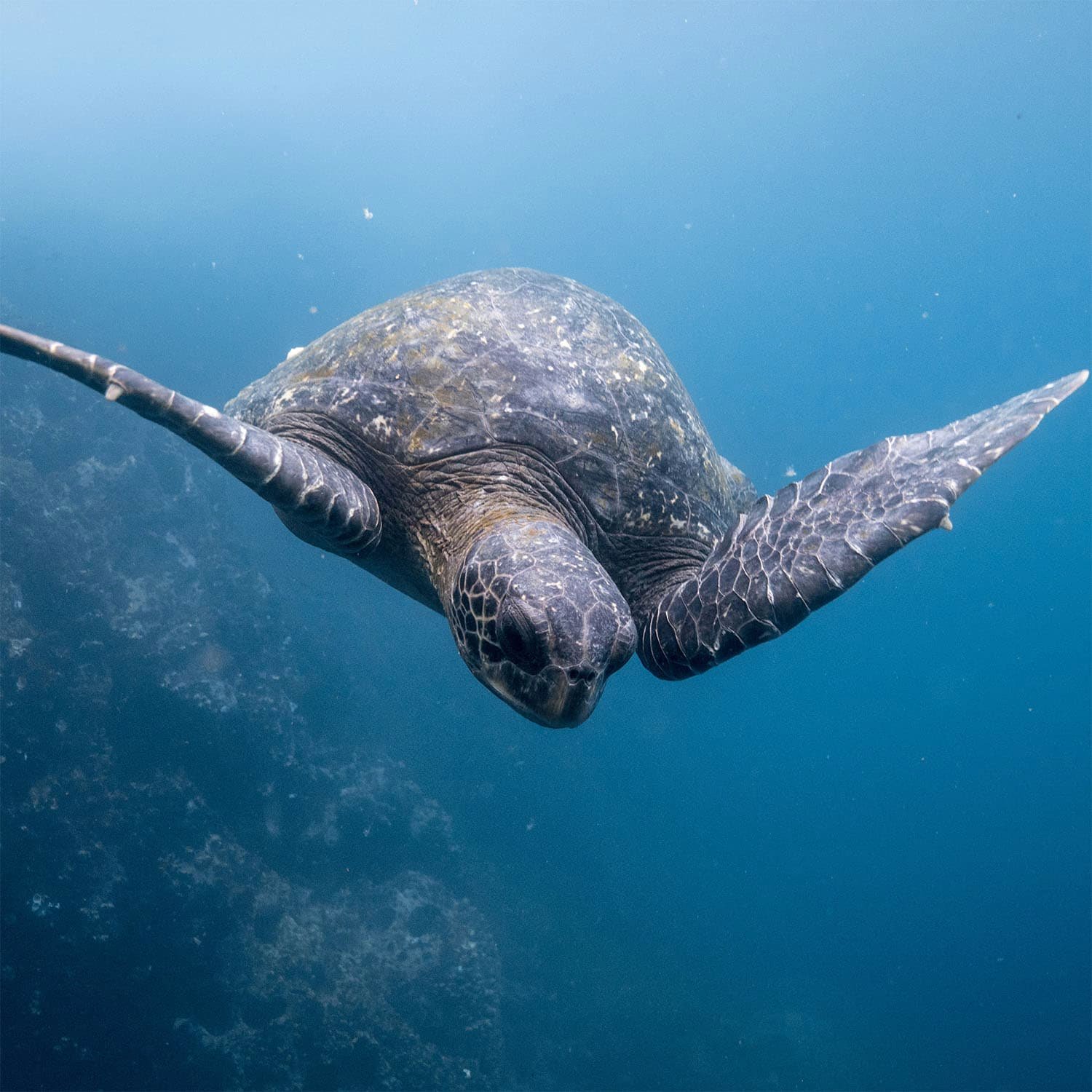 Viaggio di gruppo in Ecuador e Galapagos