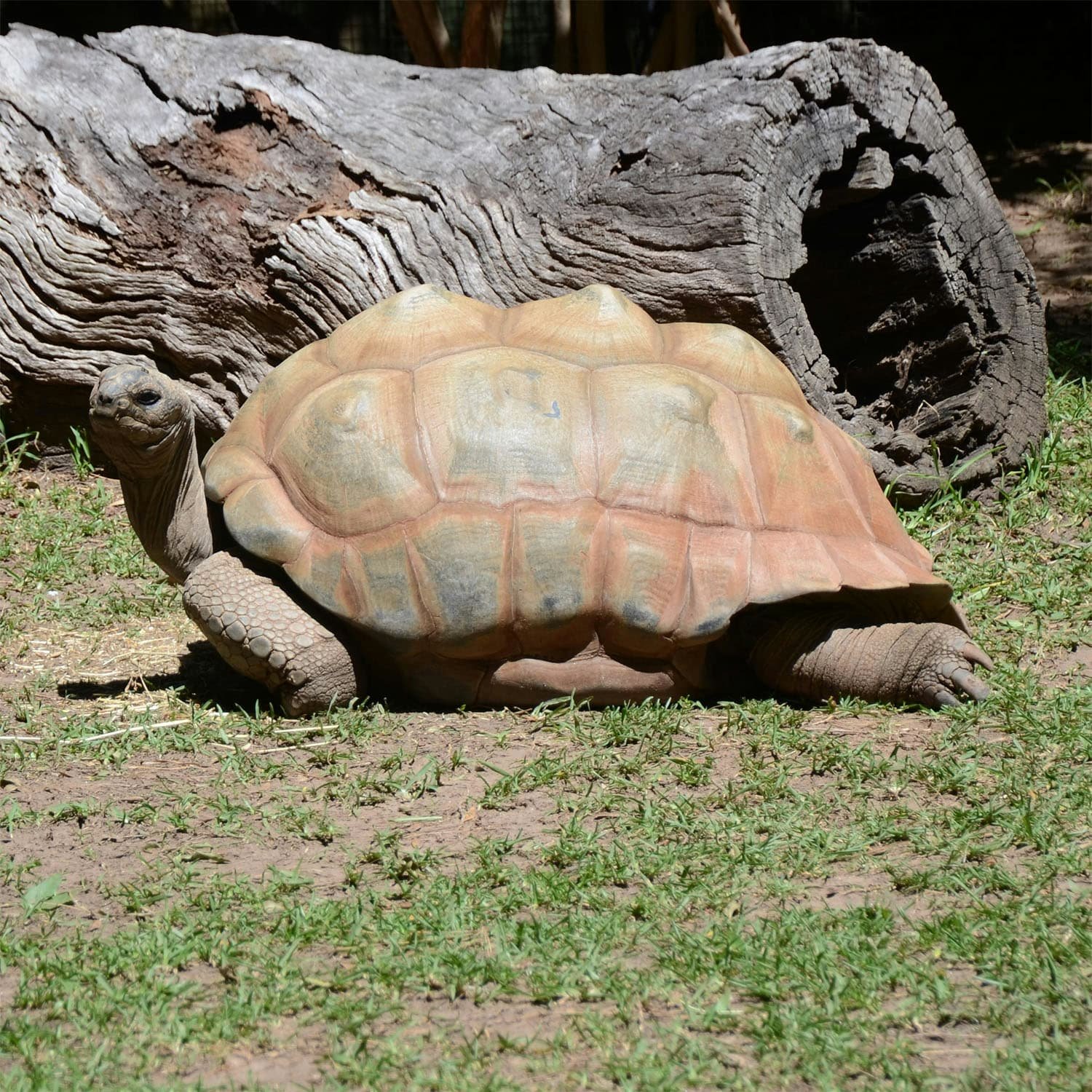Targarughe giganti delle Galapagos