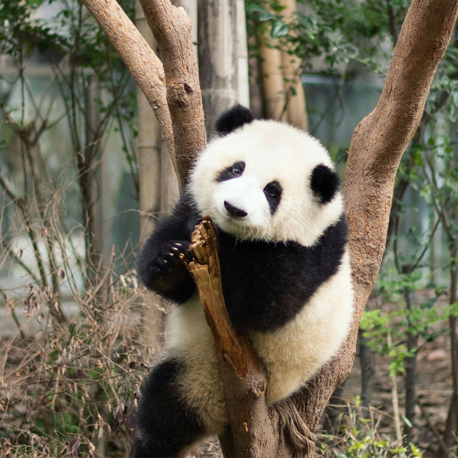 Panda Cina