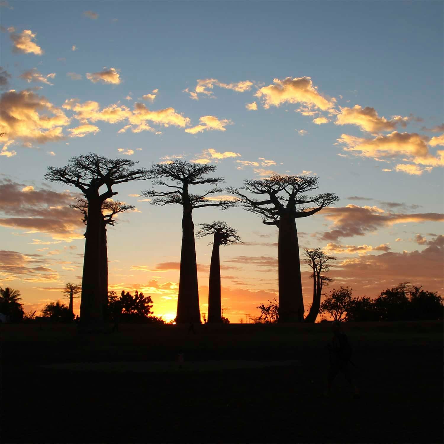 Alla scoperta del Madagascar