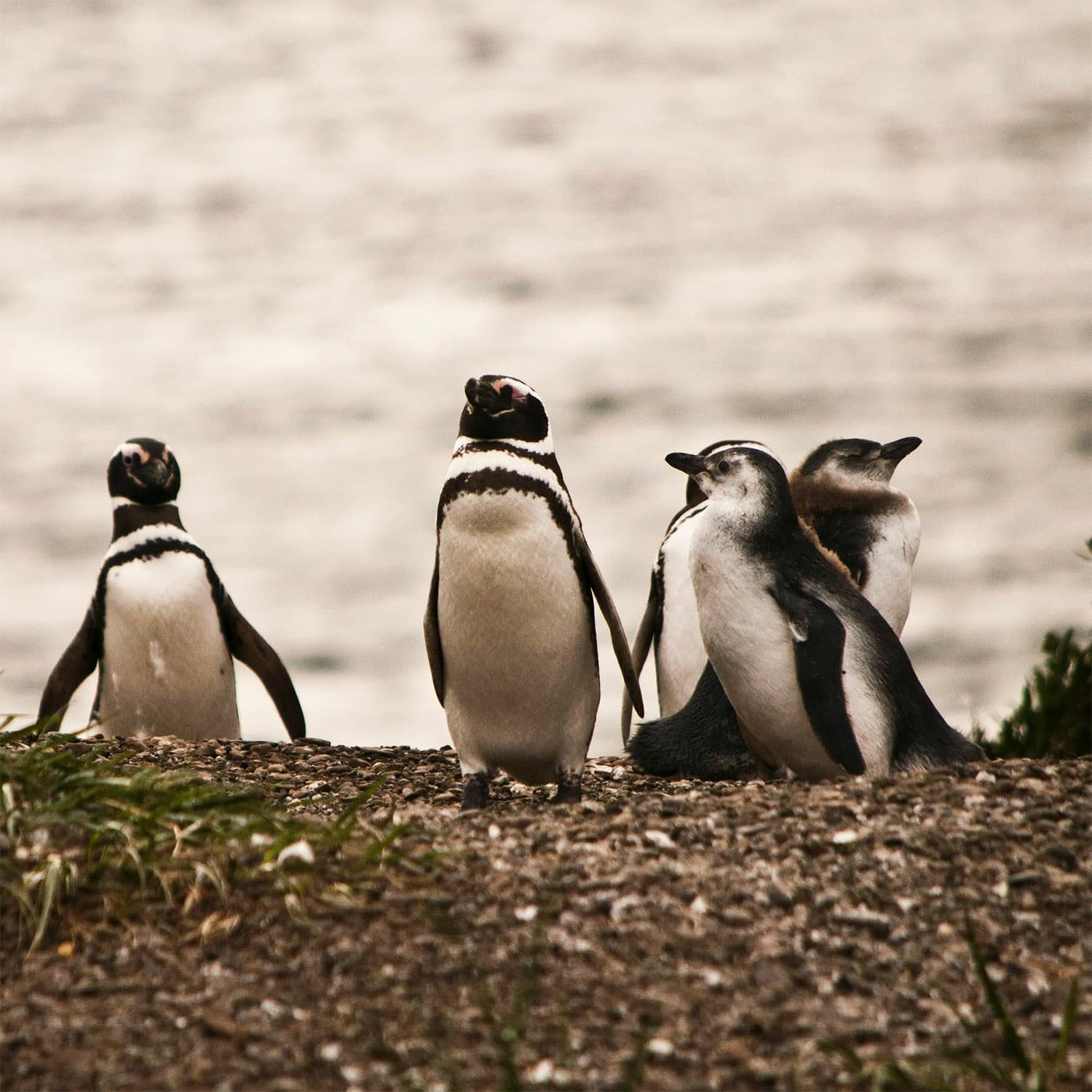Pinguini in Patagonia