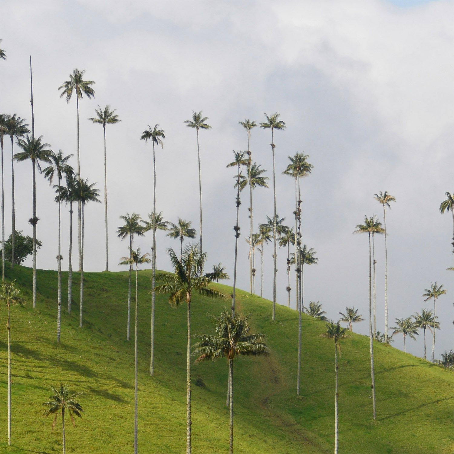 Valle de Cocora, Colombia
